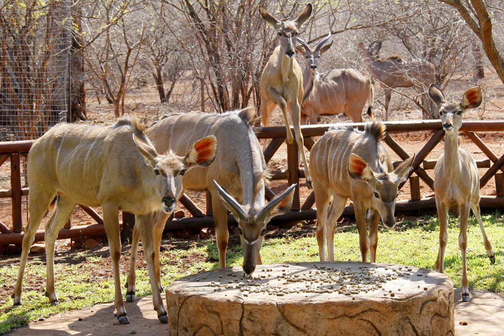 Genet House Holiday Home Marloth Park Exterior photo